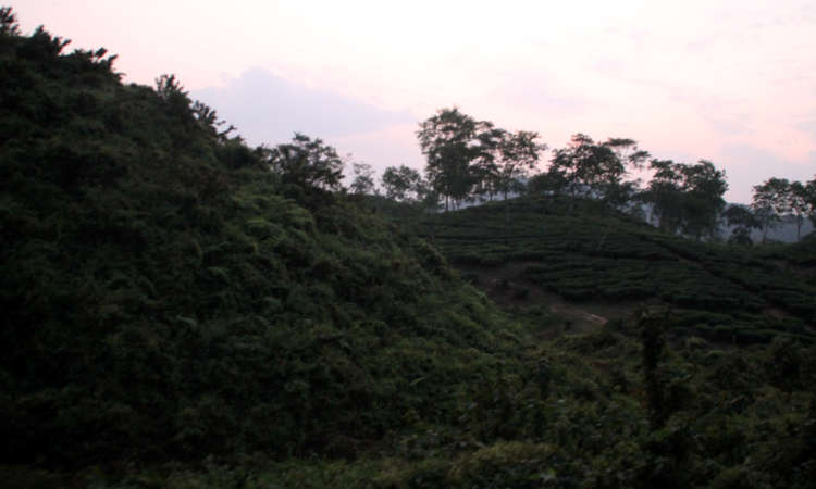 Haanthi Parbath Difloo Tea Estate