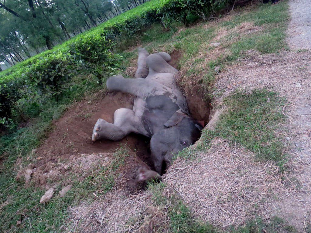 Elephant Rescue Operation at Hattigor Tea Estate