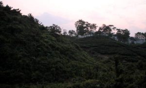Read more about the article Haanthi Parbath Difloo Tea Estate