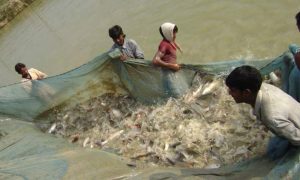 Read more about the article Aquaculture
