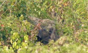 Read more about the article Wildlife Corridor Project between Kaziranga and Karbi Anglong