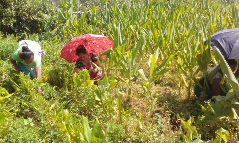 Read more about the article The hard toil at the farms reaps the harvest.