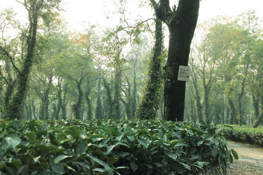 protect-environment-forest